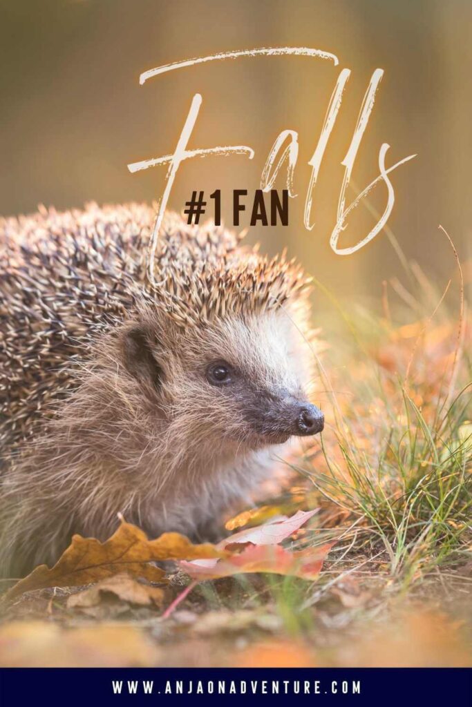Hedgehog falls number one fan