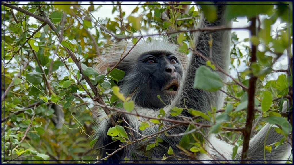 Red Colobus monkey at Jozani forest