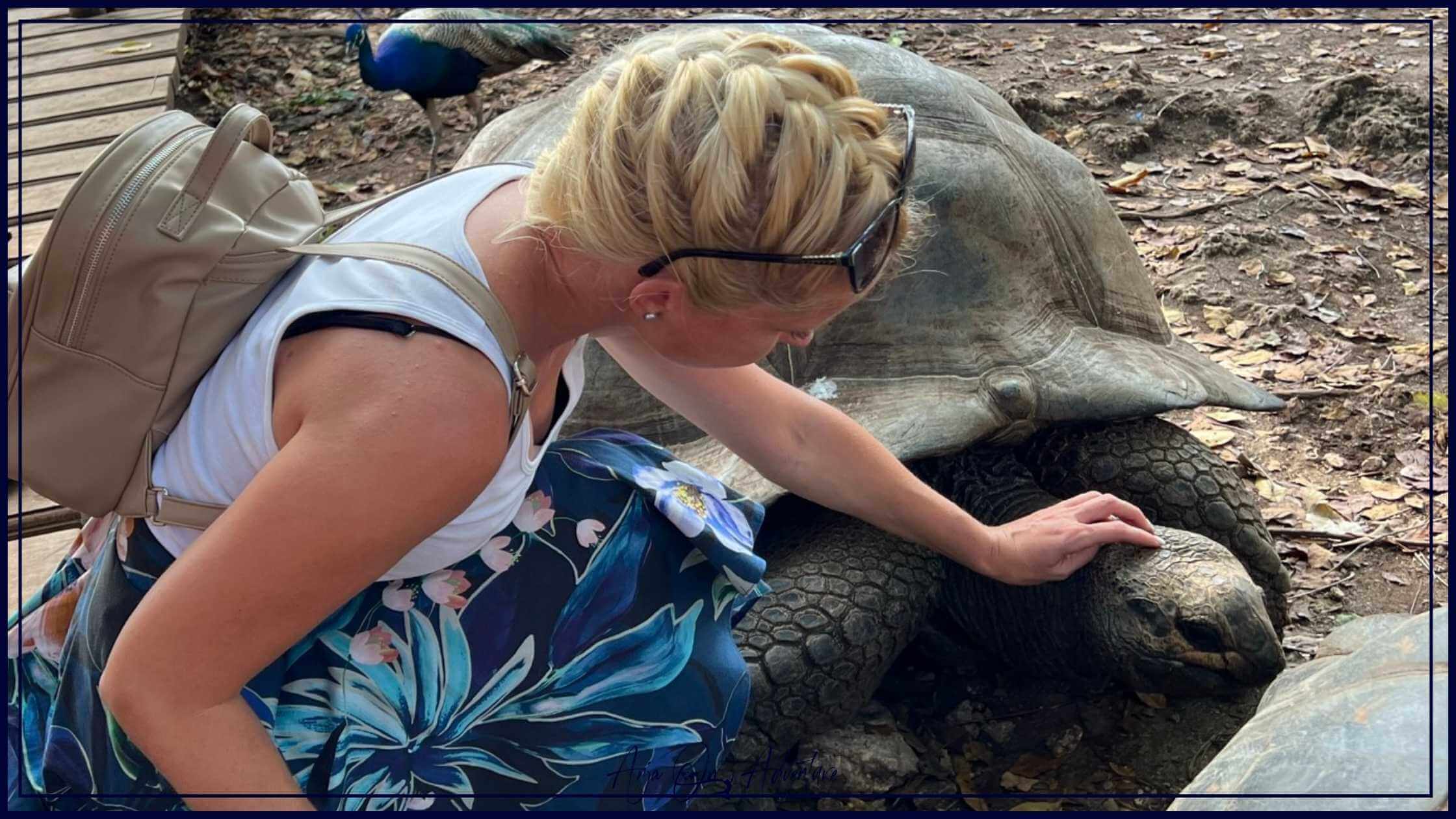 Giant Aldabra tortoise on Prison island in Zanzibar