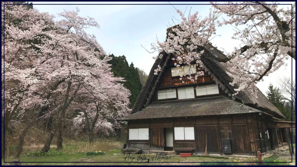 Shirakawa-go traditional house at sakura