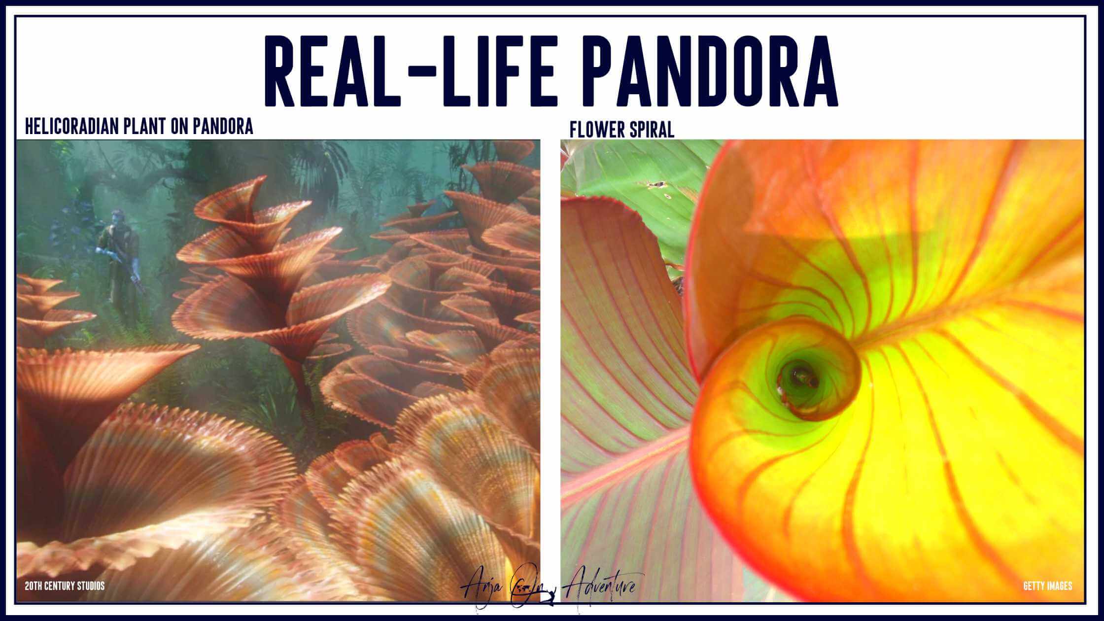 Stunning Pandora Destinations Every Avatar Fan Should Visit. Similarities between flora on Pandora and Earth.