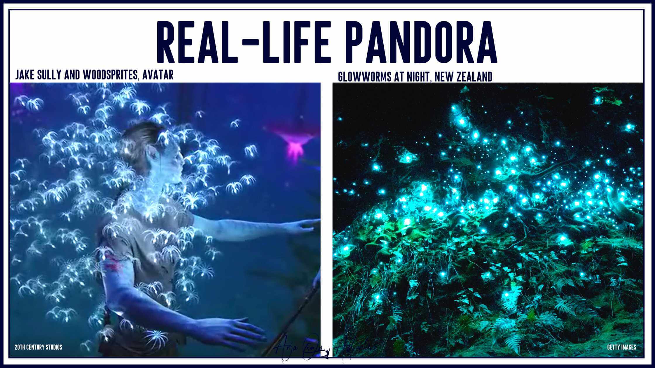 Stunning Pandora Destinations Every Avatar Fan Should Visit. Similarities between woodsprites from Eyva and glowworms.