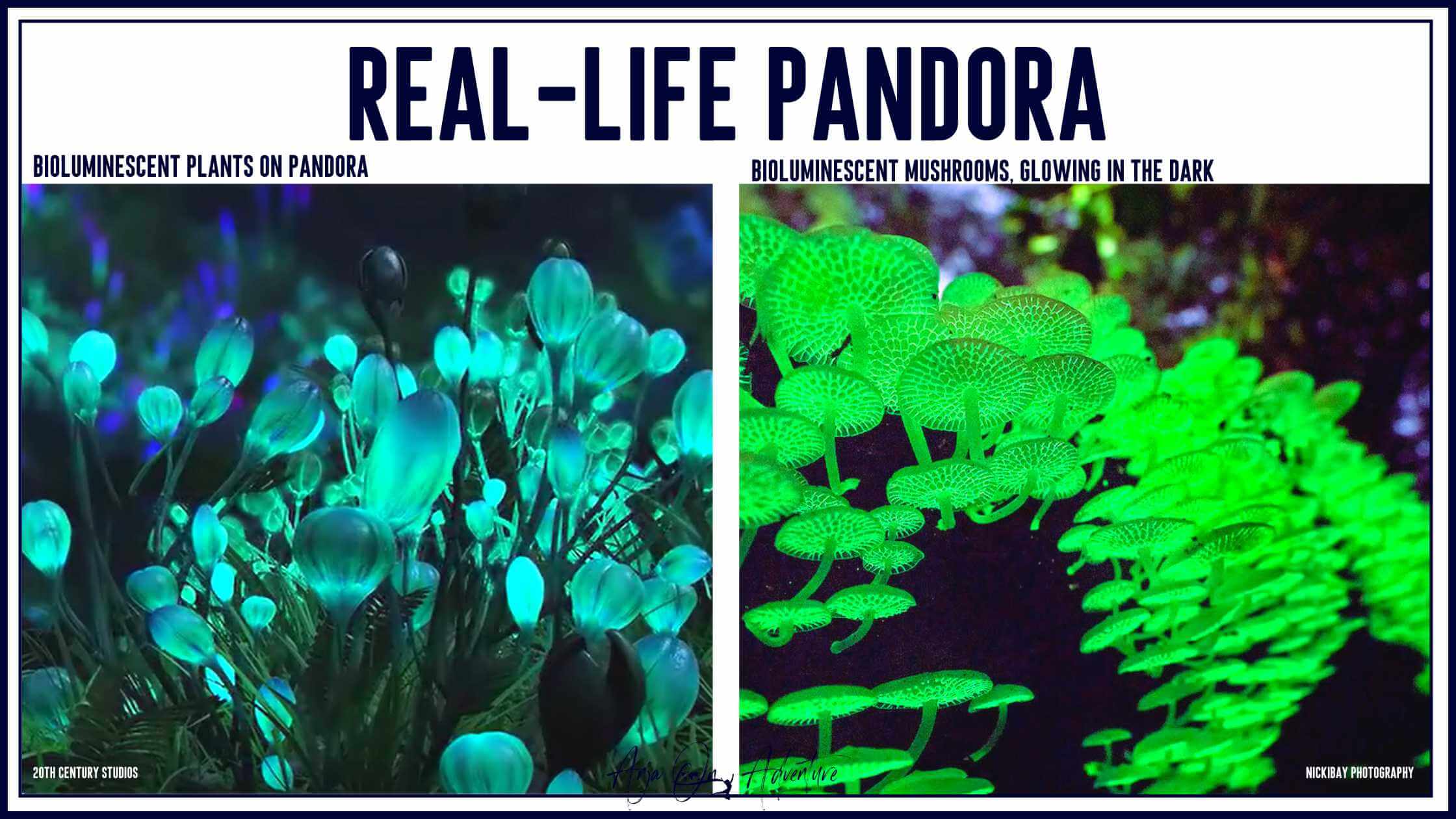 Stunning Pandora Destinations Every Avatar Fan Should Visit. Similarities between glowing plants and bioluminescent mushrooms.