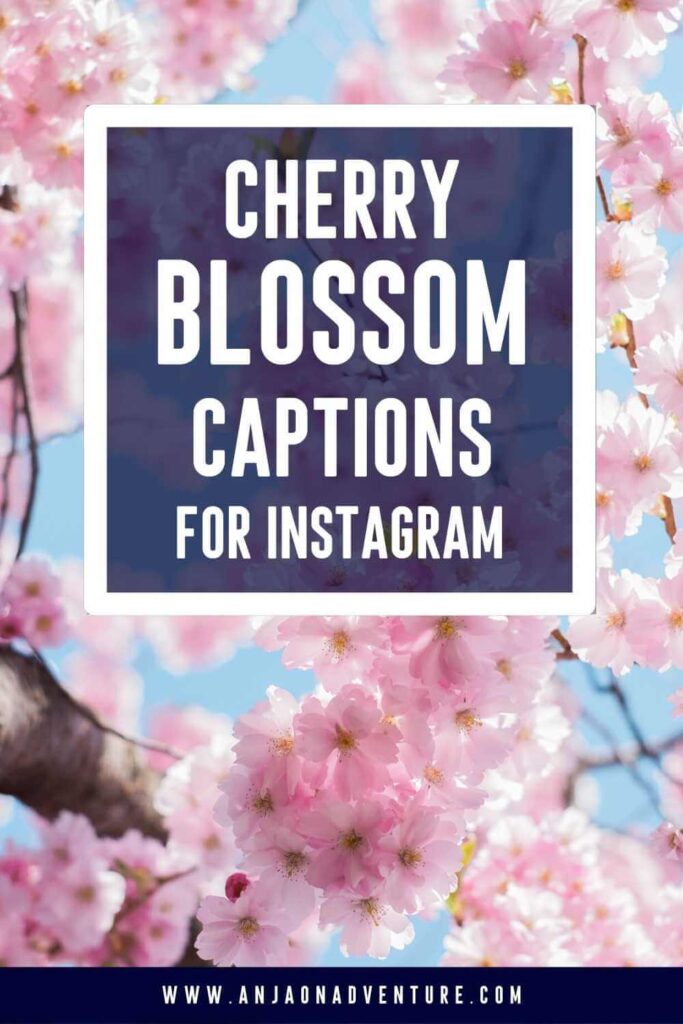 This list of sakura Instagram captions will give you plenty of ideas for cherry tree captions whether seeing them in Kyoto, Lake Kawaguchiko or Osaka. There are also sakura quotes or quotes about cherry blossoms for when doing hanami. What will you choose from Anja On Adventure sakura tree Instagram Captions?

| Sakura quotes | spring | cherry blossom quotes | springtime | cherry tree |

#Tokyo #Kyoto #cherrytree #Japan #hanami
#igcaptionideas #instagrammarketing #captionidea 