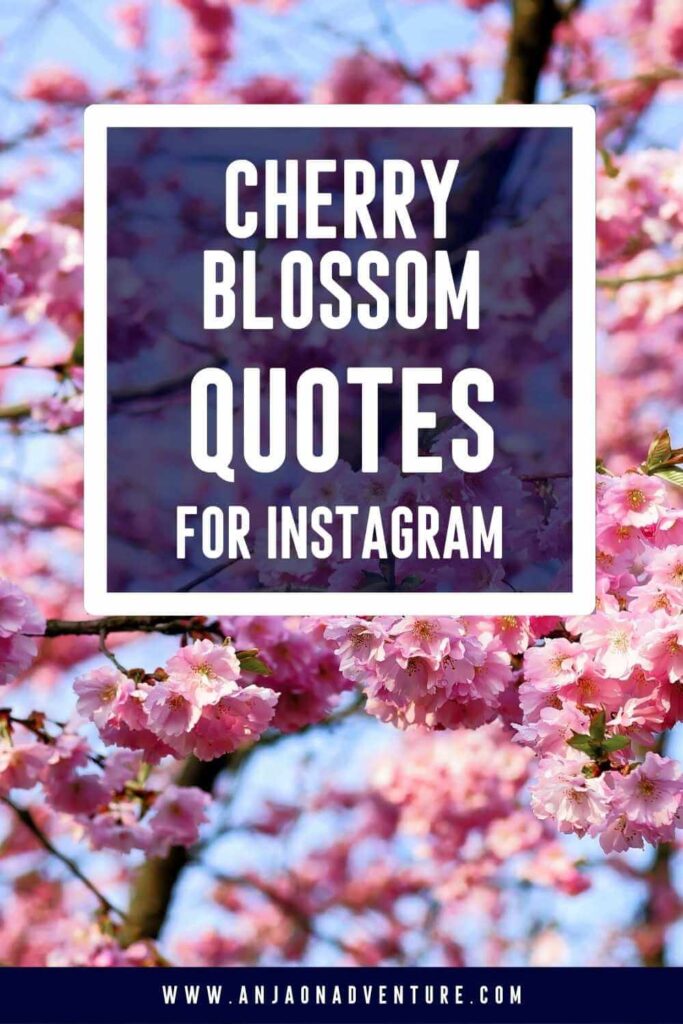 Want to see sakura? Check out the best Cherry blossom captions for Instagram, sakura quotes and sakura flower caption. Anja On Adventure shares the ultimate collection of cherry blossom quotes and cute sakura ig caption, that are suitable for photos of pink floral petals, blooming cherry trees, pink and white petals in Kyoto or Tokyo. You can also use quotes about cherry blossoms.

| Sakura caption | travel Japan | cherry blossom caption | Hanami | Hanafubuki |

#Tokyo #Kyoto #cherrytree #Japan