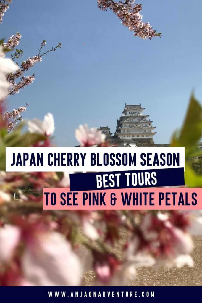 Select the best Japanese cherry blossom tour. Sakura happens in spring when travel to Japan is at ist peak. every traveler wants to tick off seeing blooming cherry trees in Japan from their bucket list. Here is the list of the best cherry blossom tours in Japam. Admire the views of cherry trees in Tokyo gardens, parks in Kyoto, or around Osaka castle, with Mt. Fuji at Lake Kawaguchiko or Himeji castle. 

Cherry blossom | April | Sakura | travel Japan | Asia

#tokyo #fuji #himeji #osaka #kyoto