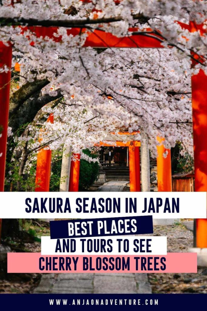 Ready for the ultimate cherry blossom experience? Sakura must be the best time to travel to Japan. To experience cherry blossom viewing or hanami like a local join one of Japan's cherry blossom tours. Admire stunning cherry trees, their pink and white petals, in Tokyo gardens, parks in Kyoto, or around Osaka castle.

Cherry blossom | Hanami | Sakura | travel Japan | japanese cherry blossom

#tokyo #eastasia #himeji #fuji #kyoto