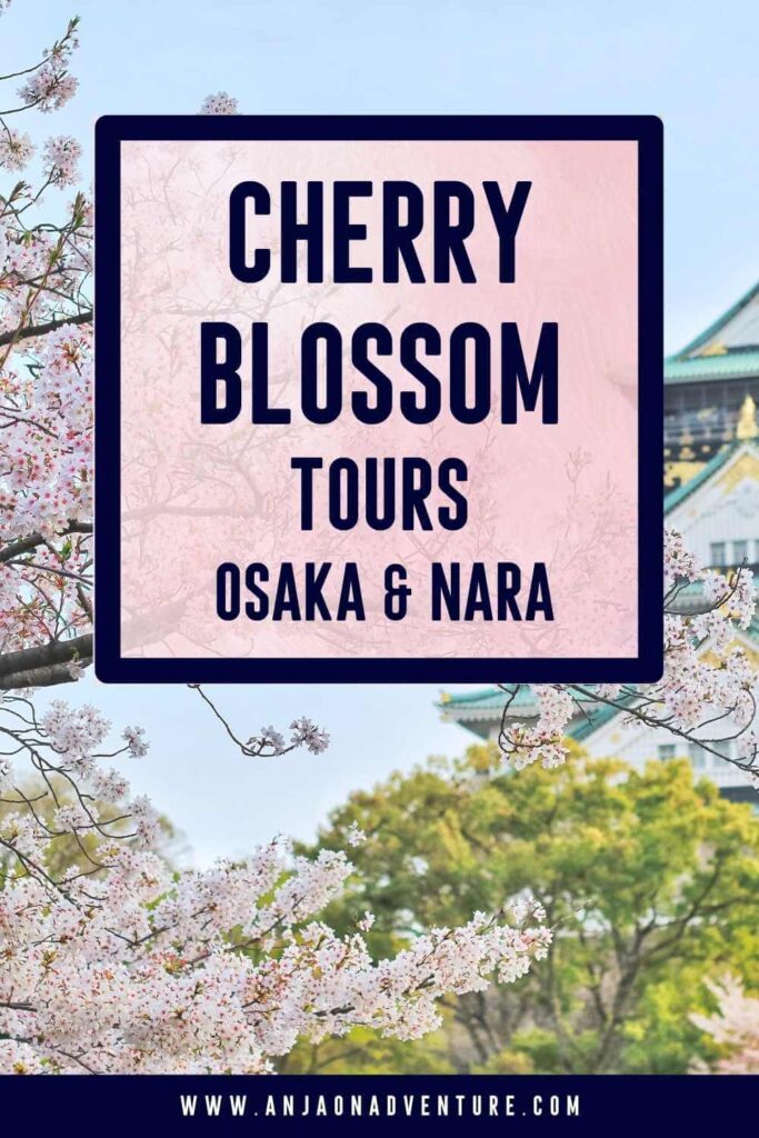 Select the best Japanese cherry blossom tour. Sakura happens in spring when travel to Japan is at ist peak. every traveler wants to tick off seeing blooming cherry trees in Japan from their bucket list. Here is the list of the best cherry blossom tours in Japam. Admire the views of cherry trees in Tokyo gardens, parks in Kyoto, or around Osaka castle, with Mt. Fuji at Lake Kawaguchiko or Himeji castle. 

Cherry blossom | April | Sakura | travel Japan | Asia

#tokyo #fuji #himeji #osaka #kyoto