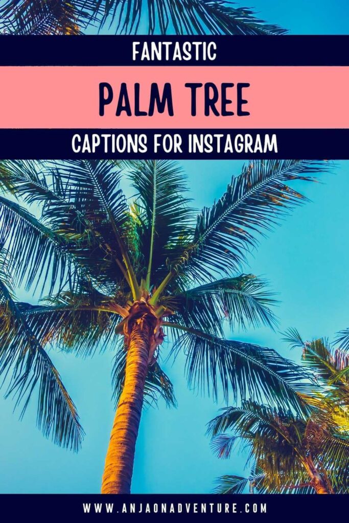 Searching for Palm tree quote? Check out the best Palm tree Instagram quotes and inspirational palm tree sayings. Anja On Adventure shares the ultimate collection of palm tree quotes suitable when visiting tropical islands like Hawaii or Seychelles, spending Summer in Europe summer, partying in Mexico, traveling through the Middle East, or driving in Los Angeles. 

| Vacation | Palm Caption | Quote | Palm tree | Coconut

#instagramcaption #tropicalidea #travelquote #travelcaption #natureknows