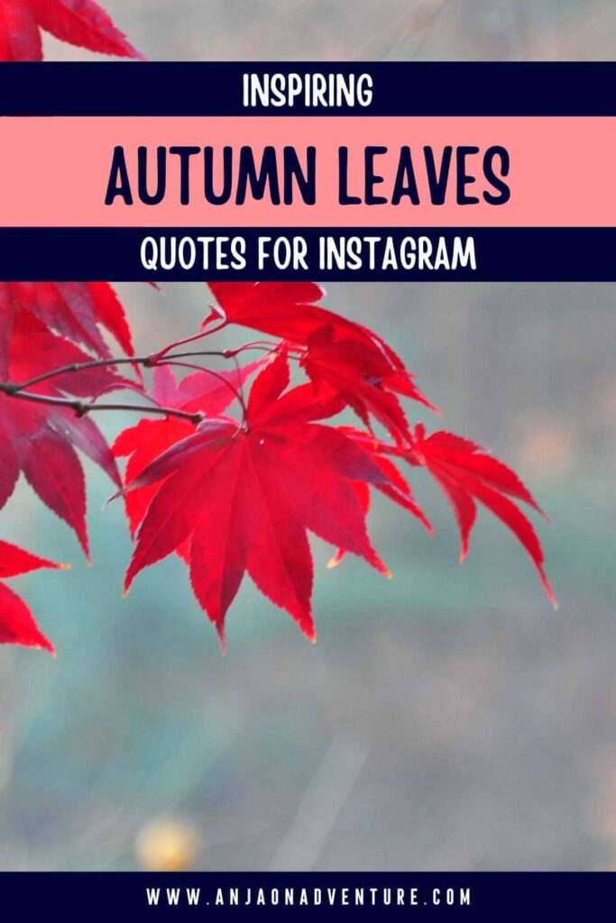 Best Fall foliage captions for Instagram. The best fall leaves captions for Instagram and falling leaves quotes for autumn leaves aesthetics. Anja On Adventure shares the ultimate collection of fall leaves Instagram captions, autumn leaves Instagram captions for aesthetic autumn vibes. | Instagram caption | autumn scenery | fall things to do | autumn leaves | fall leaves #falltravel #travelinfall #fall #instagamcaption #caption #amber