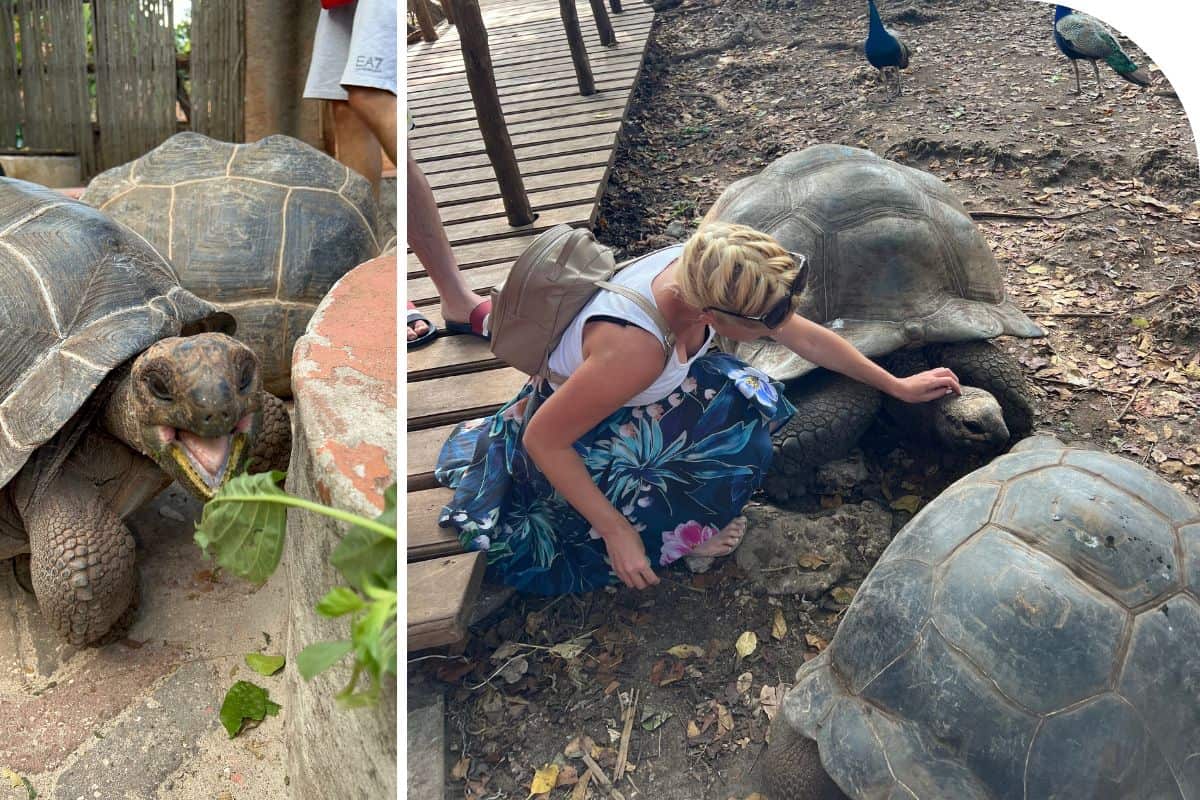 Aldabra tortoise on Prison island in Zanzibar